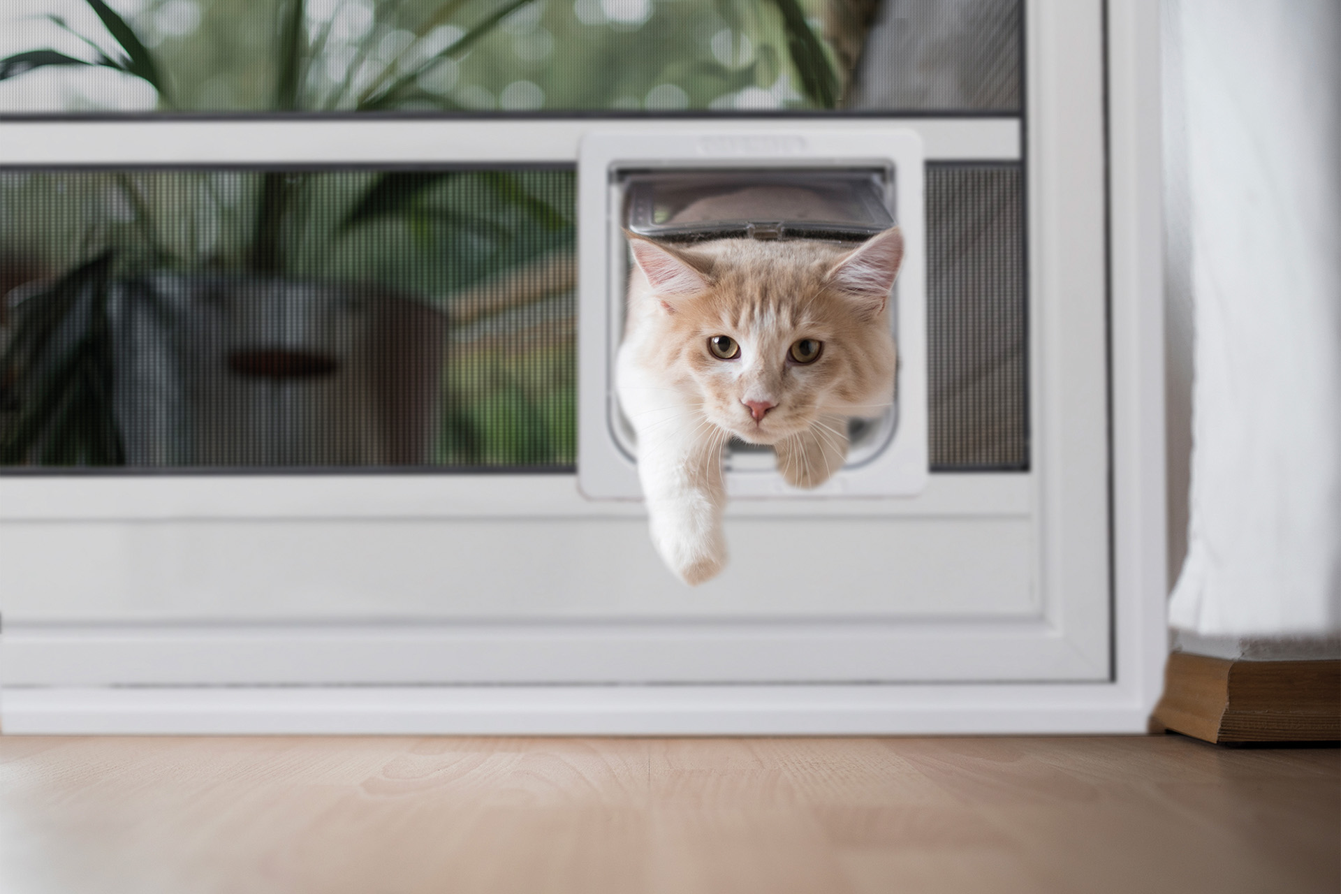 Insektenschutztür mit einer Katzenklappe: So können Katzen die Insektenschutztür passieren, ohne die Gase zu beschädigen